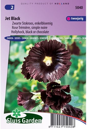 Hollyhock Nigra Jet Black