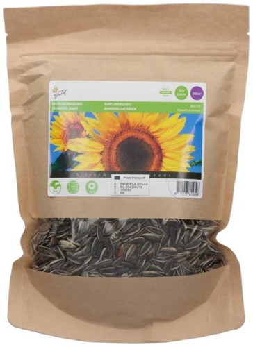 Giant Sunflower Seeds Bulk Pack 250 g