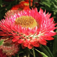 Strawflower Tom Thumb mixed – Helichrysum bracteatum-3