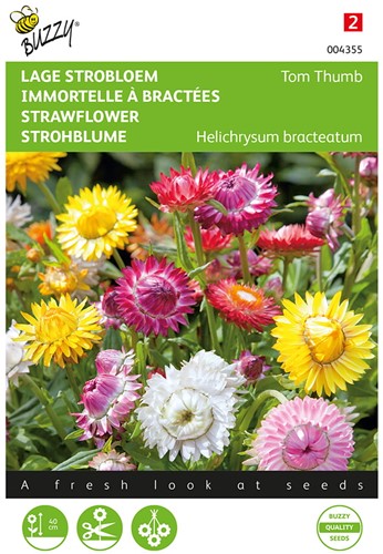 Strawflower Tom Thumb mixed – Helichrysum bracteatum