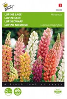 Lupin dwarf Minarette - Buzzy-2