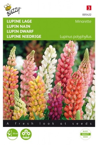Lupin dwarf Minarette - Buzzy-2