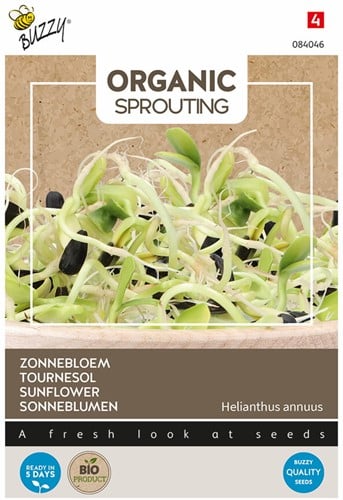 Organic sprouting Sunflower BIO – Helianthus annuus